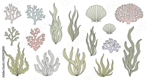 Extensive collection of hand-drawn corals and seaweed in soft pastel colors showcasing diverse underwater plant life.
