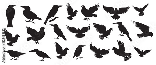 different types of birds silhouette vector 
