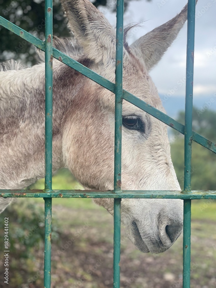 Naklejka premium donkey in the zoo