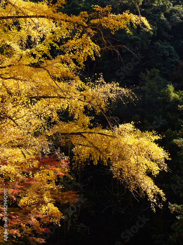 Autumn leaves at Gakuen-ji Temple (Izumo City, Japan)