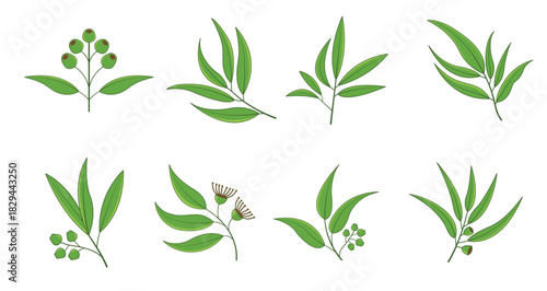 set of eucalyptus vector