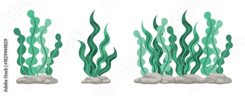 Set of green algae, sea grass, underwater seaweed plants. Vector illustration design elements collection on a white background.