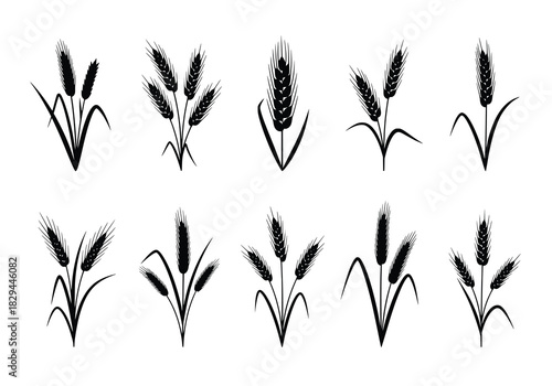 set of wheat stalks silhouettes isolated on white background 