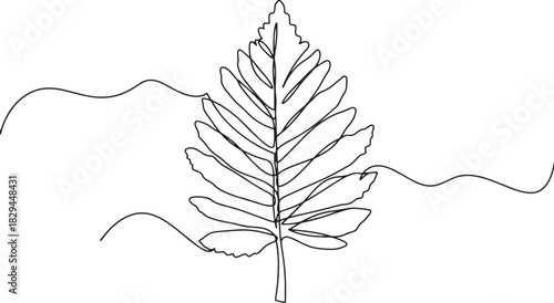 Single Line Drawing of Sequoia Leaf with Flowing Lines Backgroun