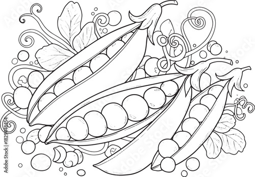 Detailed monochrome illustration of open pea pods with leaves an
