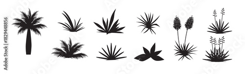 Set of Yucca vector illustration