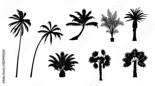 silhouette palmetto vector