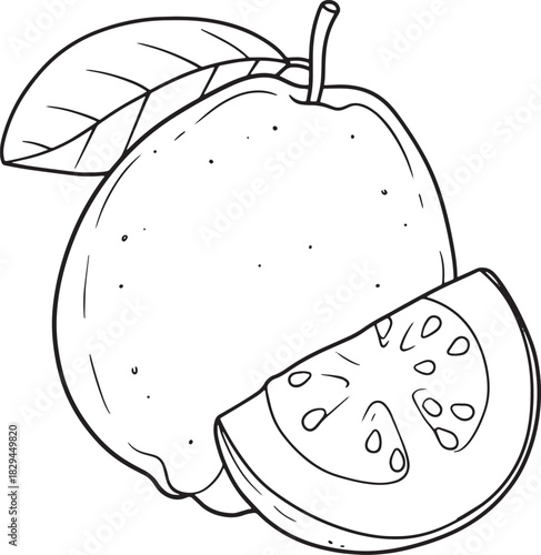 A Hand-Drawn Guava Illustration with Detailed Slice Presentation