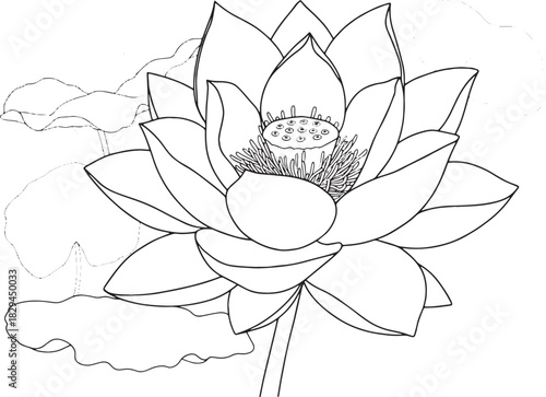 Lotus Flower Detailed Outline Drawing for Coloring and Botanical