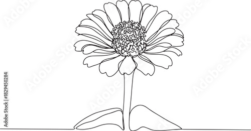 Elegant zinnia flower in single continuous line drawing for bota