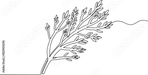 Elegant Single Line Drawing of Samphire Plant on White Backdrop