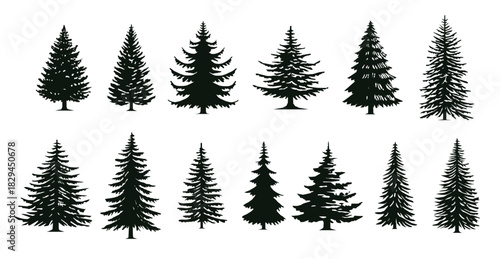 silhouettes of various evergreen trees showcasing different