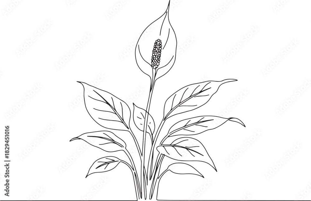 Obraz premium Elegant Peace Lily: A Delicate Line Drawing of Floral Serenity a
