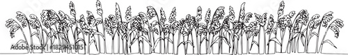 Line art illustration showcasing a vibrant millet field in a min