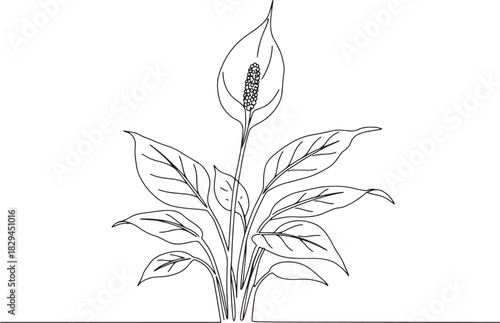 Elegant Peace Lily: A Delicate Line Drawing of Floral Serenity a