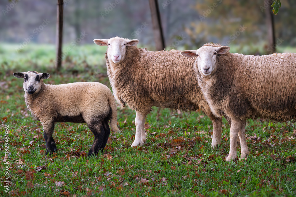 Obraz premium A group of two sheep and a lamb looking directly at the camera in the Dordogne region of France
