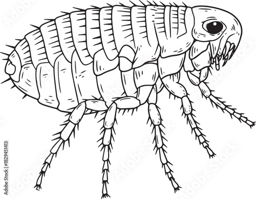 Detailed flea illustration showcasing parasitic insect morpholog
