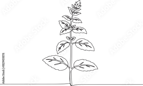 Elegant minimalist line art drawing of fresh mint plant on white