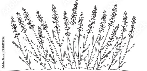 Elegant continuous line illustration of a flourishing lavender p