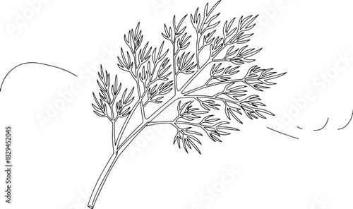 Minimalist dill herb illustration on white background for culina