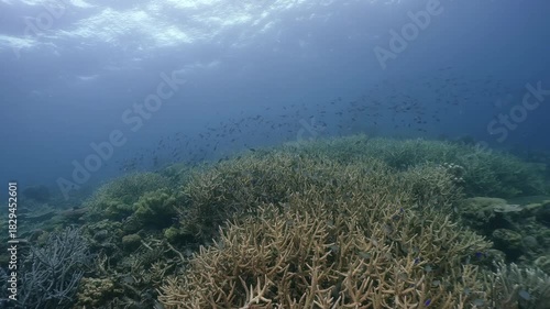 Scubadiving underwater scenery of coral reef and damsel fishes swim around