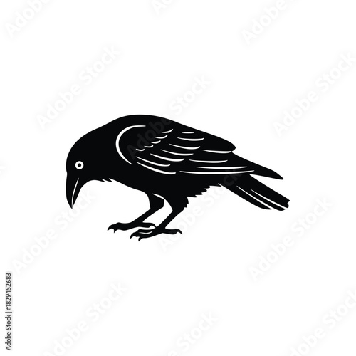 bird RAVEN  on a white background