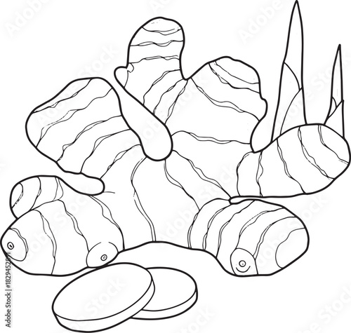 Detailed black and white illustration of fresh ginger root and s