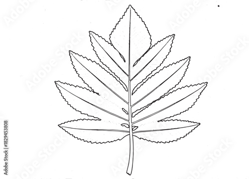 Detailed Dawn Redwood Leaf Illustration with Intricate Doodle Ba