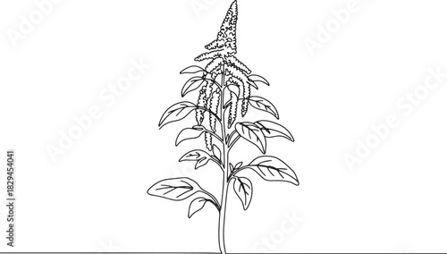 Minimalist amaranth plant illustration showcases botanical elega