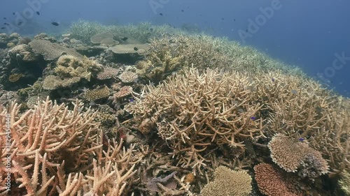 Scubadiving underwater scenery of coral reef and damsel fishes swim around