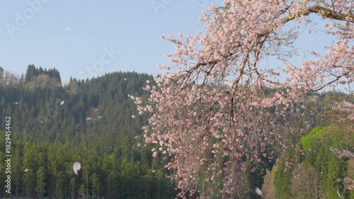 Wallpaper Mural 250501津南町中子の桜 Torontodigital.ca