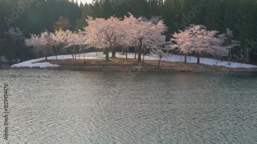 Wallpaper Mural 250501津南町中子の桜 Torontodigital.ca