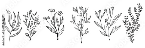 Sketch of simple flowers vector collection