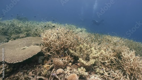 Scubadiving underwater scenery of coral reef and damsel fishes swim around