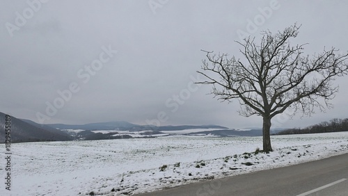 Winter snowy cloudy landscape of upland countryside near Myjava town, western Slovakia. Solitary naked broadleaf tree and asphalt road in forefront. 