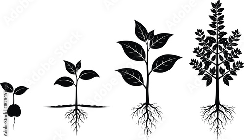 Black and White Illustration of Four Plant Growth Stages Showing Root and Leaf Development for Educational and Botanical Use