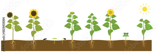 the process of growing a sunflower from seed to ripe plant