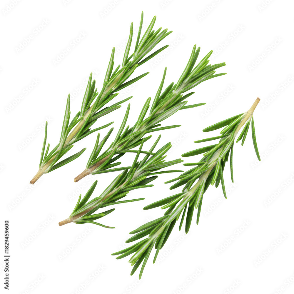 Fototapeta premium Four vibrant green rosemary sprigs with needle-like leaves and rich natural textures, diagonally against a transparent background under soft, shadowless light, concept of fresh culinary ingredients