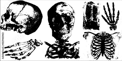 Skeleton anatomy illustration featuring a skull, hand, and ribcage. Black and white vector graphic set for educational and medical purposes.