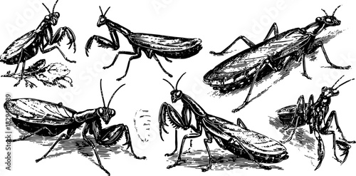 Praying mantis illustrations in vintage engraving style. Detailed black outline artworks in a set for entomology. Vector graphic illustration.