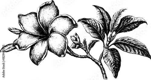 Vintage flower illustration in black and white. Detailed plant with elegant leaves presented as a realistic vector set.