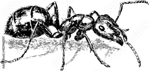 Ant silhouette in vintage engraving style. Detailed vector illustration showcasing nature and biology, perfect for educational use.