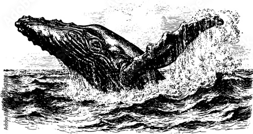 Whale engraving showcasing an antique design. Detailed silhouette of a whale breaching in the ocean, a classic vector illustration of marine wildlife.