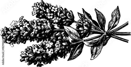 Lavender flower with leaves in detailed botanical ink sketch. Vintage style vector illustration with classic engraving details.