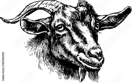 Goat head illustration in black and white outline style. Vintage vector engraving with detailed features, suitable for various artistic applications.