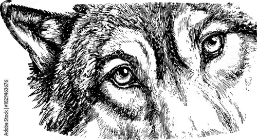 Wolf illustration in detailed black and white. Realistic vector set showcasing a close-up view with texture and intensity in its eyes.