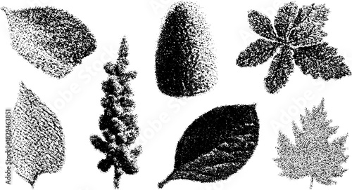 Hand-drawn leaves in black and white. A detailed vector illustration set showcasing botanical designs and vintage engraving techniques.
