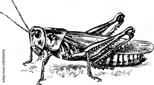 Grasshopper insect engraving. Detailed antique black vector illustration showcasing its outline.