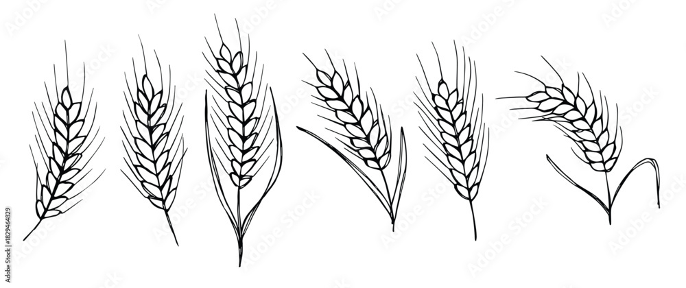 Fototapeta premium Vector hand drawn wheat doodle illustration. Cute harvest clipart. Farm market product.