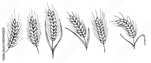 Vector hand drawn wheat doodle illustration. Cute harvest clipart. Farm market product.